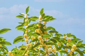 健康小站｜杭城已经能闻到桂花香了！中医师推荐几款健康桂花茶饮图片