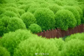 养眼！奥森公园地肤草郁郁葱葱毛茸茸图片