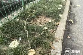 千万不要吃！最近“疯狂冒头”，杭州多地已出现图片