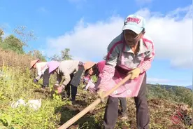 云南凤庆：发展中药材  解锁群众增收致“附”新密码图片