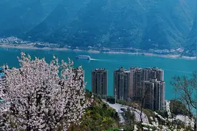 重庆巫山：长江两岸春花绽放图片