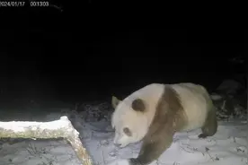 谁说大熊猫只有黑白色？秦岭再次发现棕色大熊猫！图片