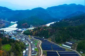 广元利州：以高质量党建赋能林业产业高质量发展图片