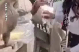 游客在峨眉山没看到猴子，当场打电话投诉要求必须看到猴子？景区回应图片