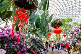 文汇视觉︱繁花闹春，辰山植物园迎春花展打造唯美冬季花园图片