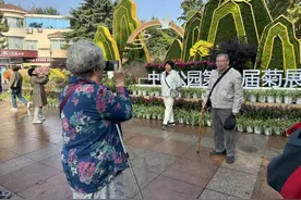 “京林”小菊首次亮相！第40届中山公园菊展开幕，设计师透露幕后：提前半年设计，提前一月布置图片