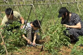 共享农场里种地忙 宝爸宝妈以及大学生是主力丨城市农夫图片