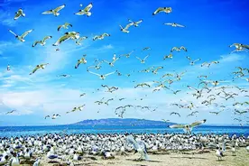 【央媒看青海】环湖赛一路生花 在青海湖遇见美丽中国图片