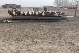 幸福之路苏木：肉牛改良助力养殖业高质量发展图片