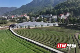 “葱”景美好 娄星区小香葱种出大产业图片