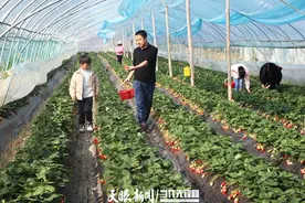 “莓”味！金海湖20个生态草莓园进入采摘图片