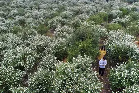 【高质量发展调研行】玉屏：万亩荒山变“油田”图片