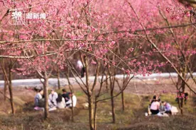 杭州临安万亩樱花迎春图片