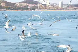 青岛栈桥：海鸥逐浪 舞动冬日图片