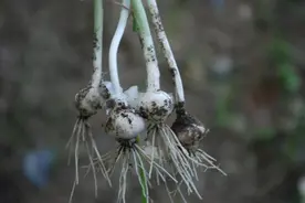 薤白：理气宽胸、通阳散结的常见山野菜图片