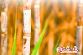 全国每3勺糖 2勺产自广西丨数说广西来宾蔗糖产业图片