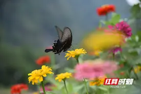 张家界黄龙洞景区：秋花盛开迎中秋 无边秋色醉游人（组图）图片