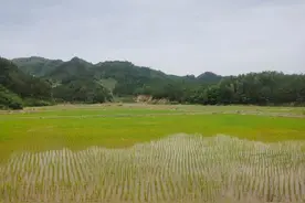 龙泉将废弃矿山“变”成“粮仓果林”图片