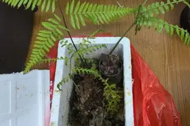 携带这些植物上高铁被拦，男子被立案侦查图片