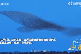 冬游齐鲁正当时，在“最年轻的土地”看“鸟浪”！图片