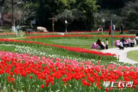 组图｜天晴了花开了，长沙园林生态园百亩郁金香等你来赏图片