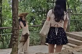 女游客被黔灵山猴群袭击吓到尖叫，景区回应图片