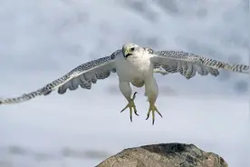 神俊最数海东青图片