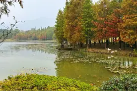 燕雀湖秋日“云杉水镜”美景上线图片