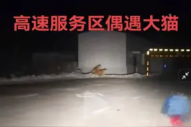 长白山公路边遇“老虎”虚惊一场背后：东北虎确在近期重现，真假虎相距不到100公里图片