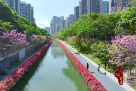 千城百县看中国｜深圳南山：冬日繁花绕碧水图片