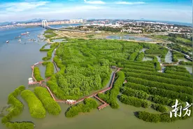 国庆，南海岛见｜看海洋公园“海上森林”景观图片