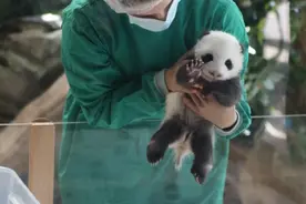 会向参观者招手！德国新生大熊猫双胞胎幼崽首次亮相图片