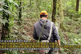 云南宁洱首次记录到“极小种群野生植物”梳唇石斛图片