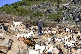（经济）广西钟山：以产业振兴助力乡村振兴图片