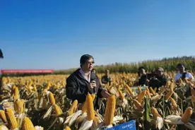 玉米品种“中玉303”百亩方亩获1077.54公斤高产图片