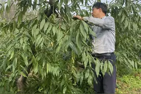 产业兴了 腰包鼓了 农民笑了 “小农场”为乡村振兴注入新动能图片