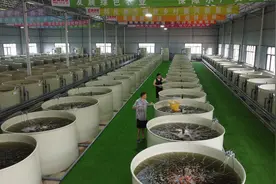 找准找好赛道，乡村产业振兴“加速跑”——江西鹰潭市余江区立足特色产业激活乡村全面振兴新动能调查图片