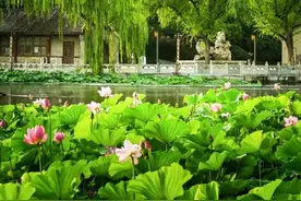 北京这些绝美荷塘，你去过几个？图片