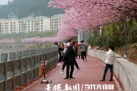 樱花如云似霞！锦屏滨江樱花进入最佳赏花期图片