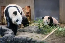 “香香”的爸妈回来啦！旅日大熊猫“比力”“仙女”落地成都图片
