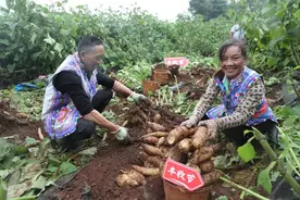 拼多多发布Q3财报，全面加速高质量发展，继续加码农研科技图片