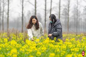 崇明首批油菜花，开啦！图片