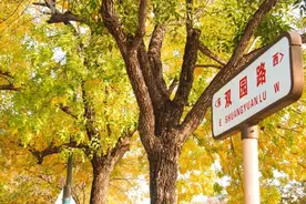 橙黄橘绿！石景山这条“黄金大道”进入最佳观赏期，地点图片