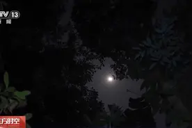 雨林奇妙夜！夜探西双版纳热带植物园 寻找神奇动植物图片