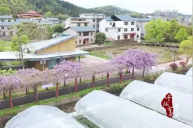 千城百县看中国｜福建：紫藤花开香如故图片