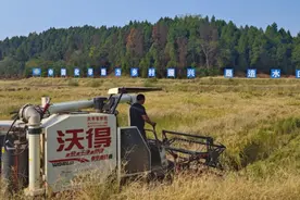 资阳垦造水田项目迎来建成后第一次丰收图片