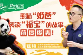 新华访谈｜熊猫“奶爸”笑谈“福宝”的故事，萌度爆表！图片