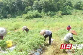 零陵：文雷辣椒丰收采摘忙图片