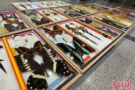首都机场海关查获入境旅客违规携带蝴蝶“标本画”图片