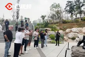 C视频丨拉美媒体团打卡大熊猫基地，“滚滚”再次圈粉外国友人图片